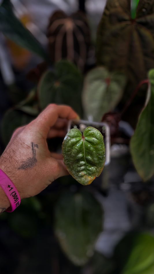 Anthurium Hoffmanii Red Sinus Blood Moon — BM22