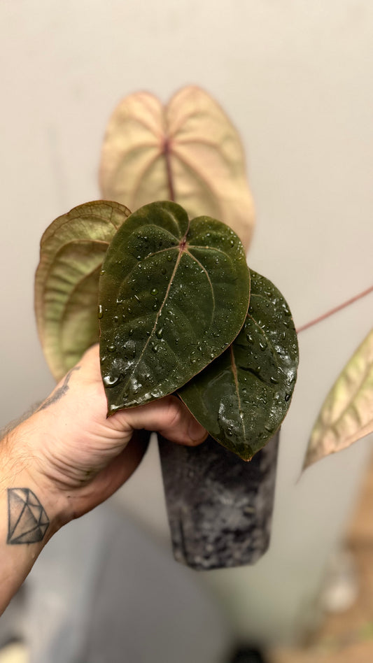 Anthurium Hoffmanii Red Sinus Blood Moon BM16