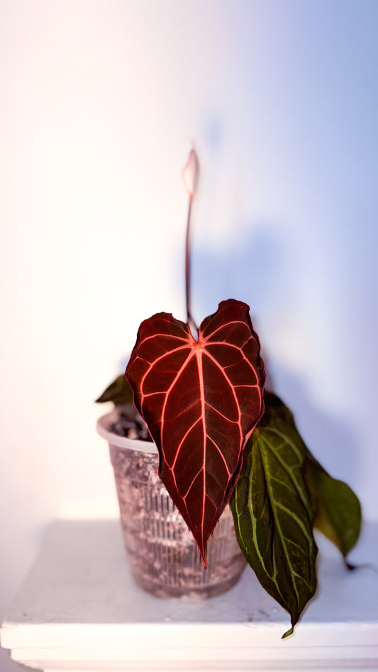 Anthurium Carlablackiae OG Flowering Clone from Carla Black (for June)